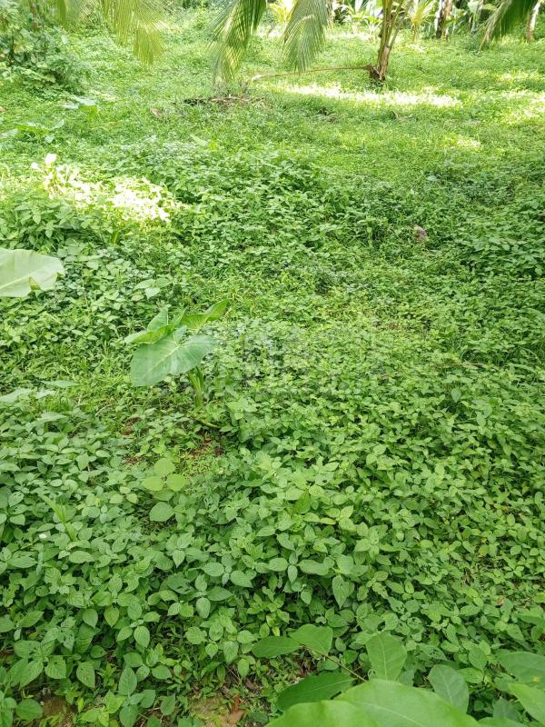 Residential Land for Sale in Pannala