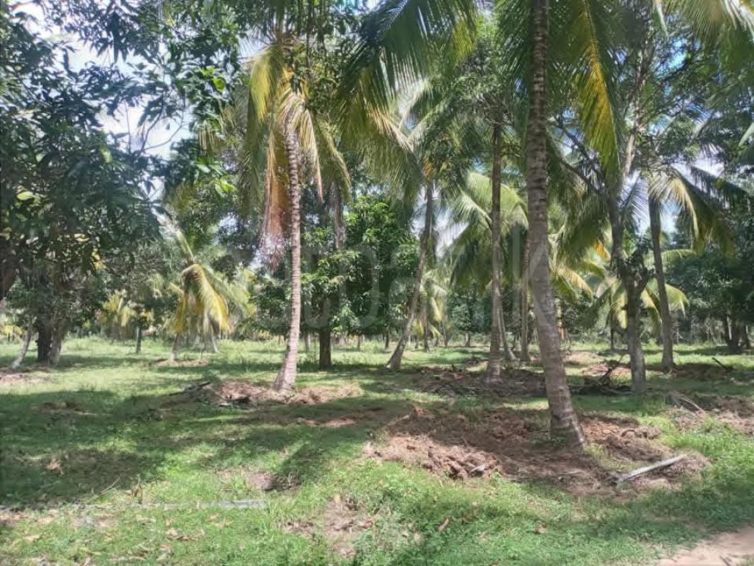 Agricultural Land for Sale in Hiripitiya