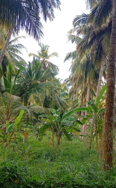 Commercial Land for Sale in Madurankuliya
