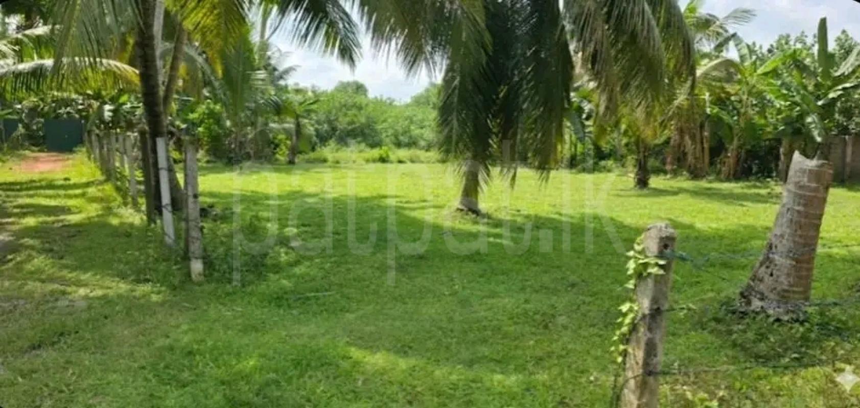 Residential Land for Sale in Maggona