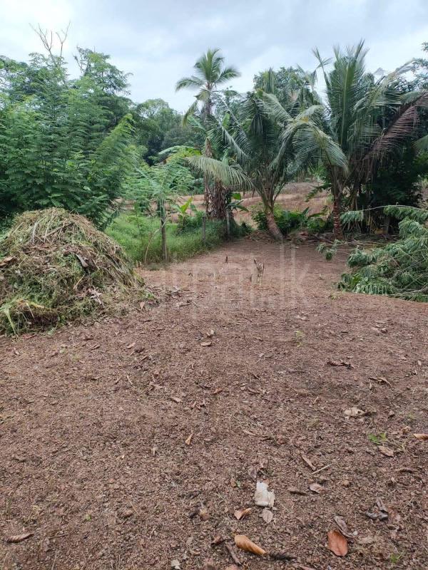 Residential Land for Sale in Gampaha ads-image-1