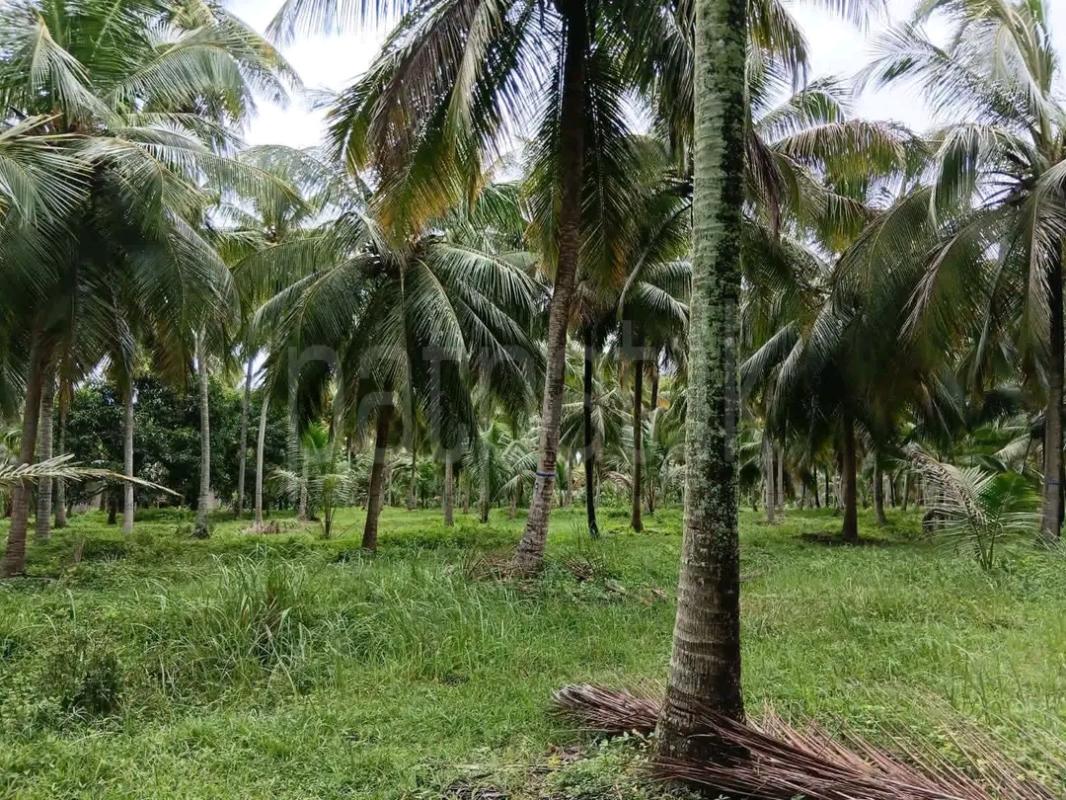 Agricultural Land for Sale in Beruwala