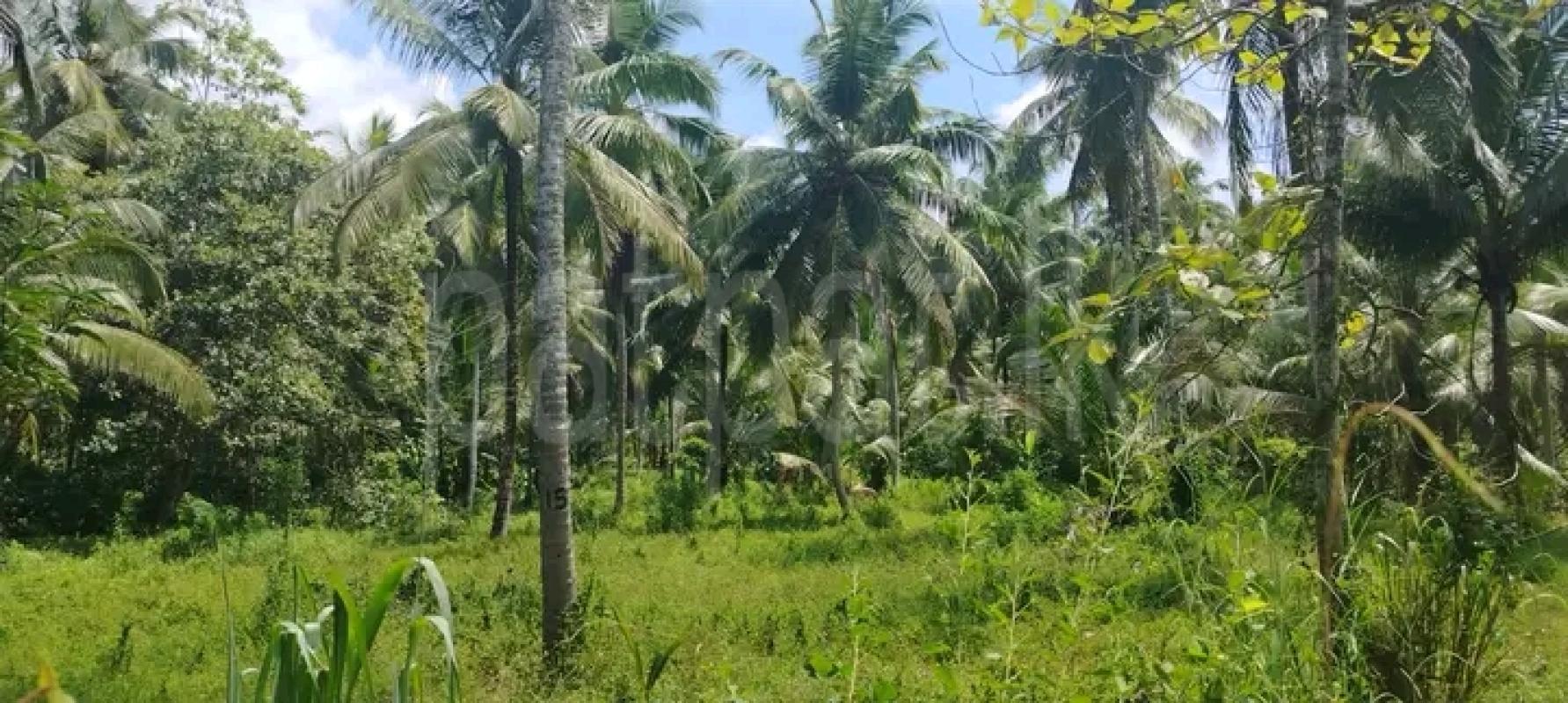 Agricultural Land for Sale in Veyangoda