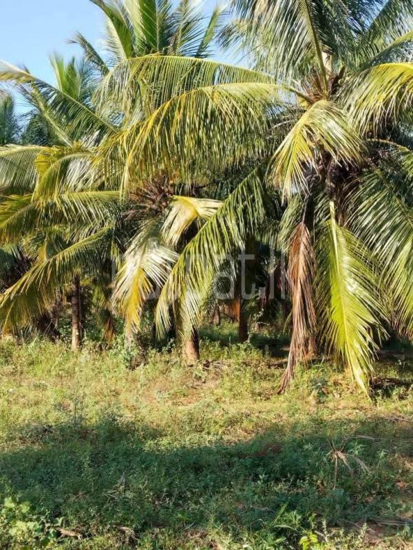 Agricultural Land for Sale in Embilipitiya
