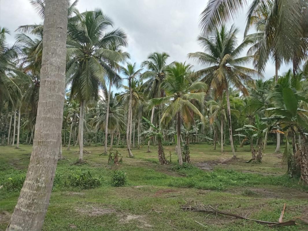 Agricultural Land for Sale in Kuliyapitiya