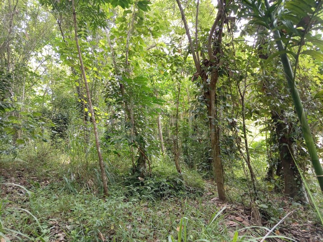 Agricultural Land for Sale in Polgolla