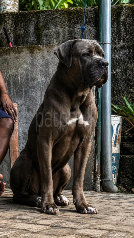 Cane Corso Italiano 🇮🇹 (puppies)