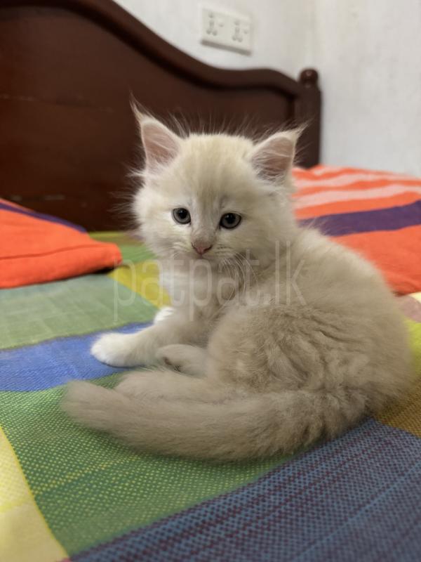 Persian cat