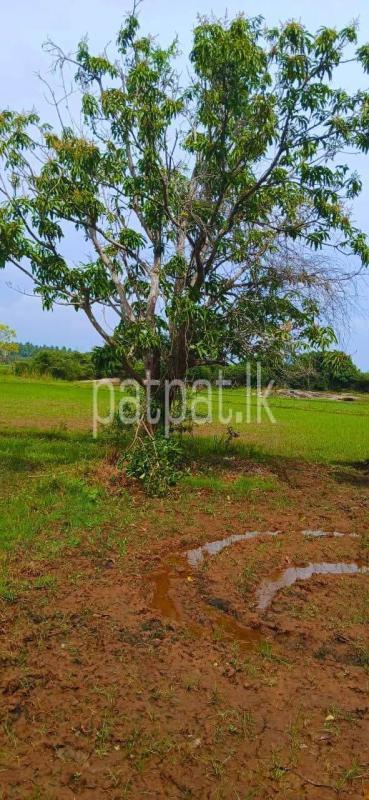 Agricultural Land for Sale in Kataragama