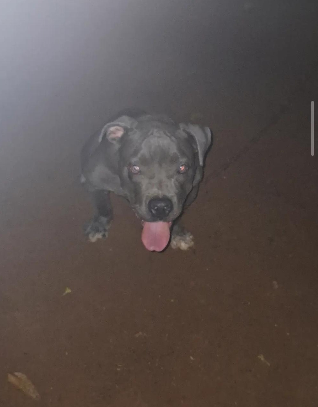 American Pit Bull