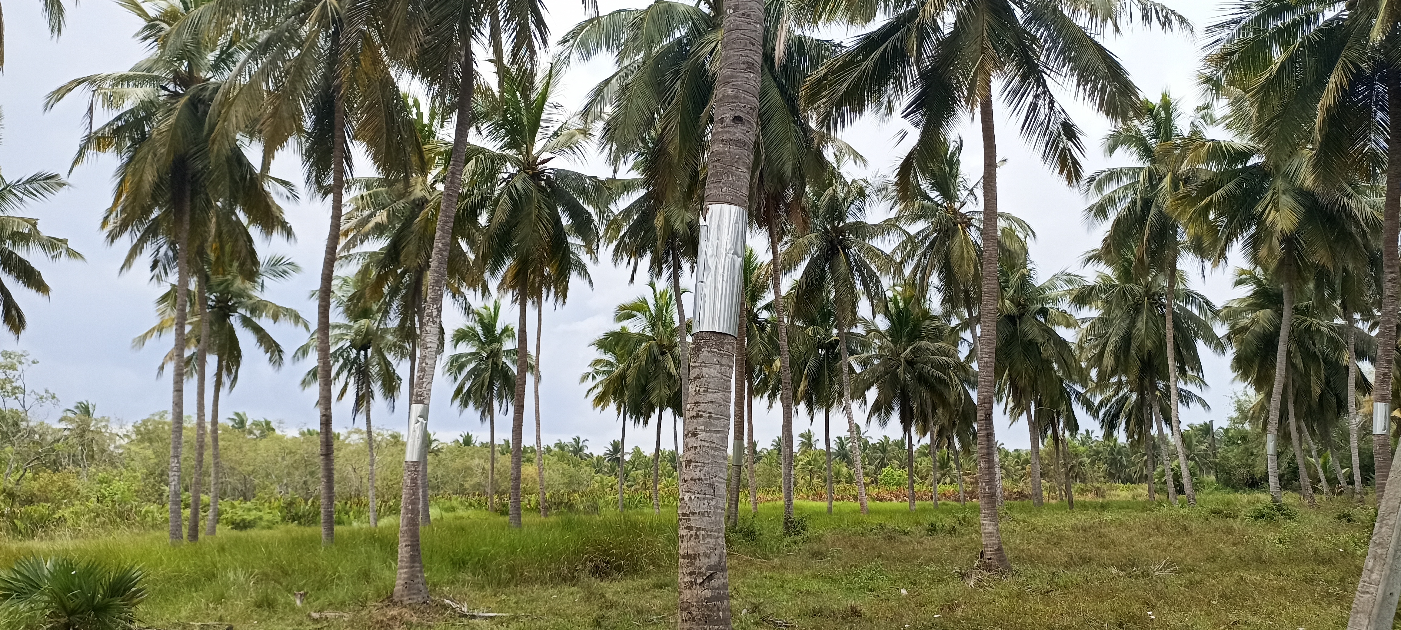 Agricultural Land for Sale in Puttalam