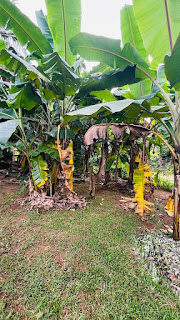 Residential Land for Sale in Welawa Juncton