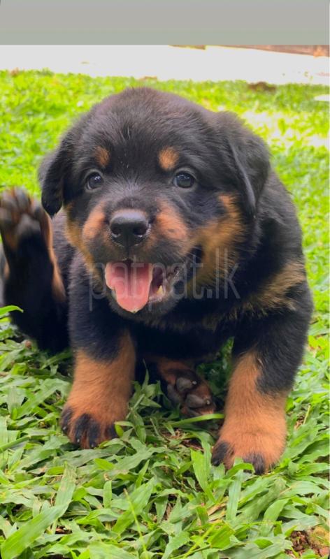Rottweiler Puppies
