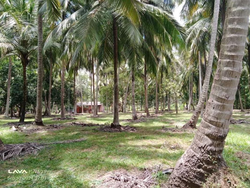 Agricultural Land for Sale in Kurunegala