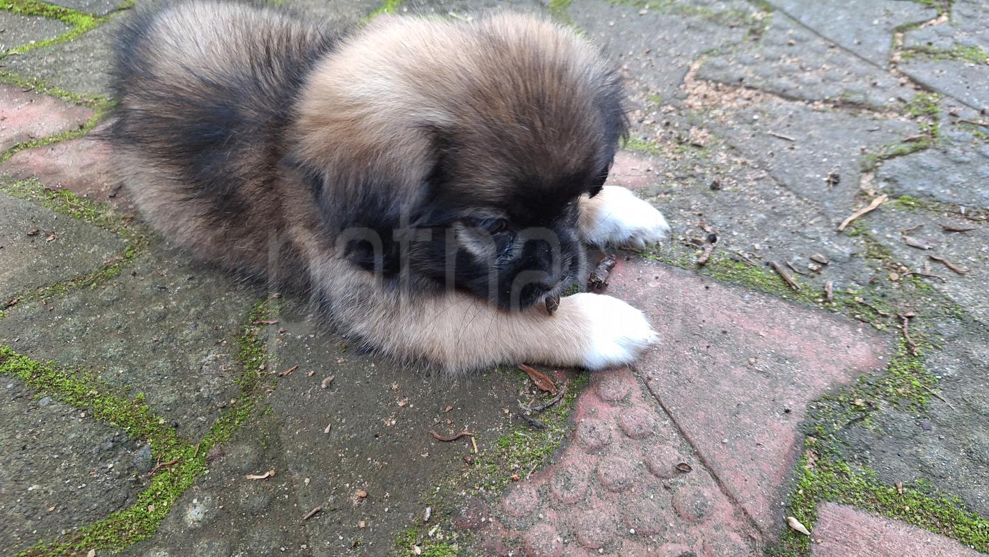 Shih tzu