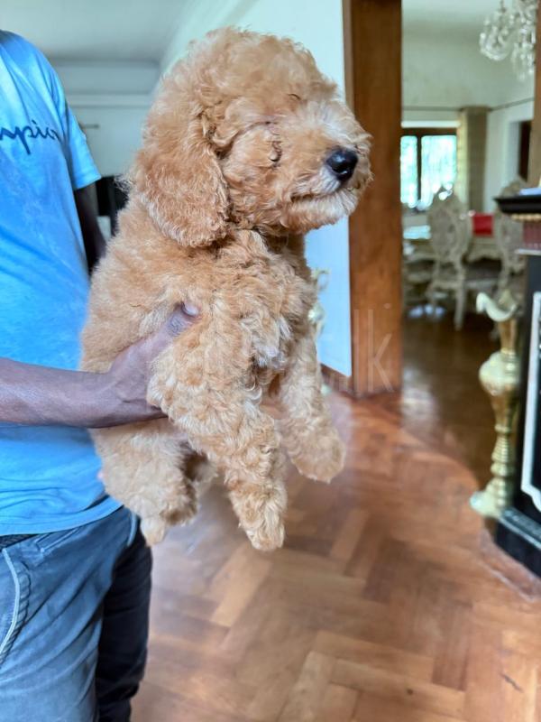 Advertisement image 3