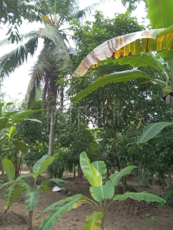 Commercial Land for Sale in Horana