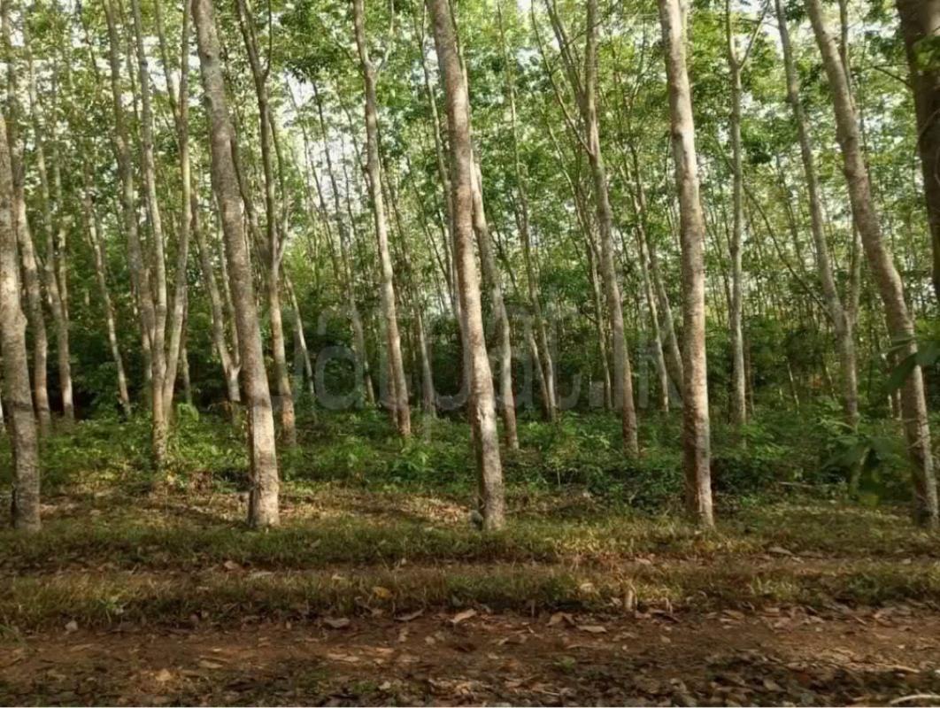 Agricultural Land for Sale in Gampaha