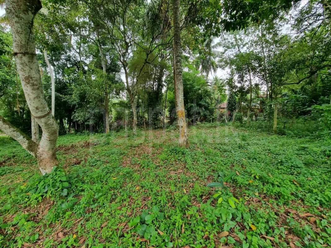 Agricultural Land for Sale in Avissawella