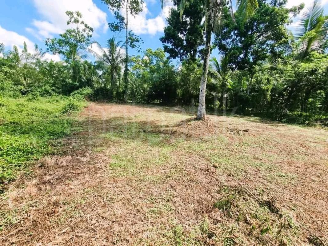 Agricultural Land for Sale in Pamunugama ads-image-1