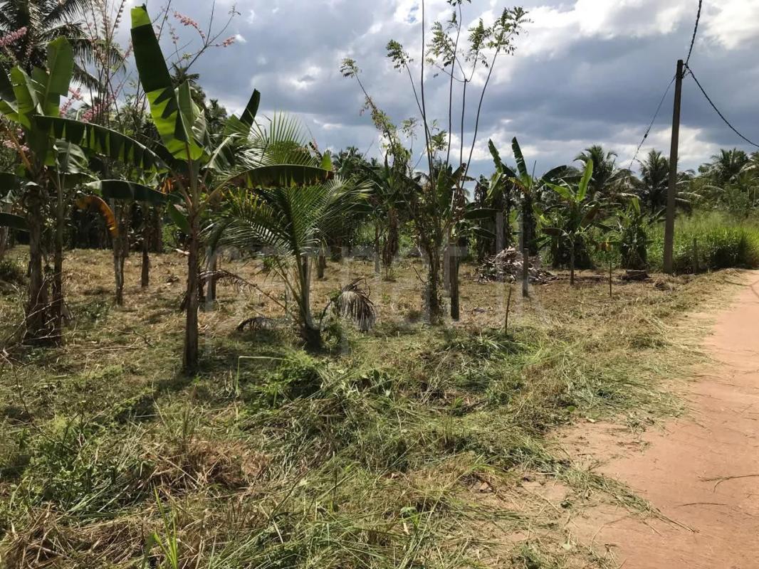 Commercial Land for Sale in Pannala