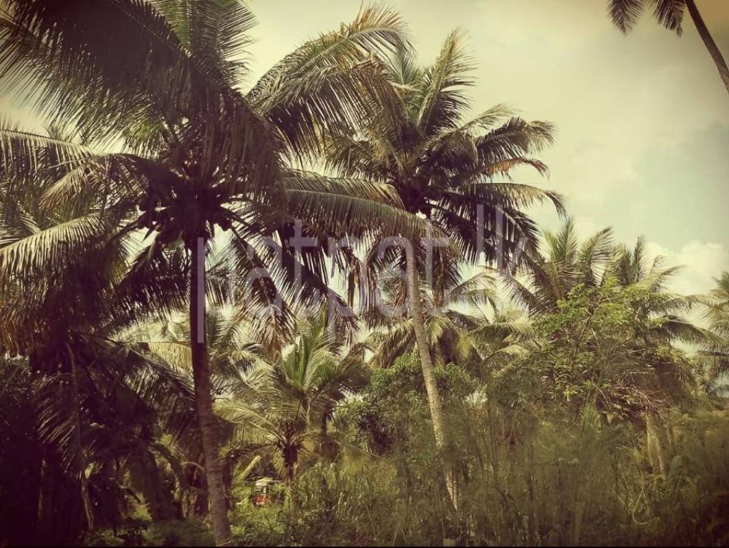 Agricultural Land for Sale in Divulapitiya