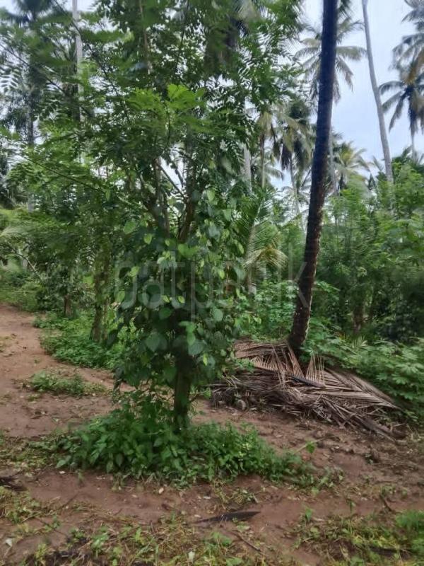Agricultural Land for Sale in Kurunegala