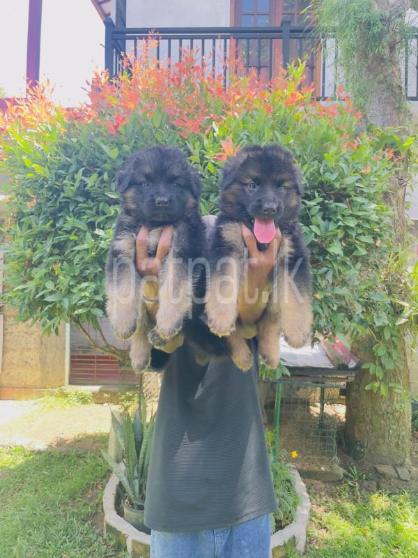German Shepherd Puppies ads-image-1