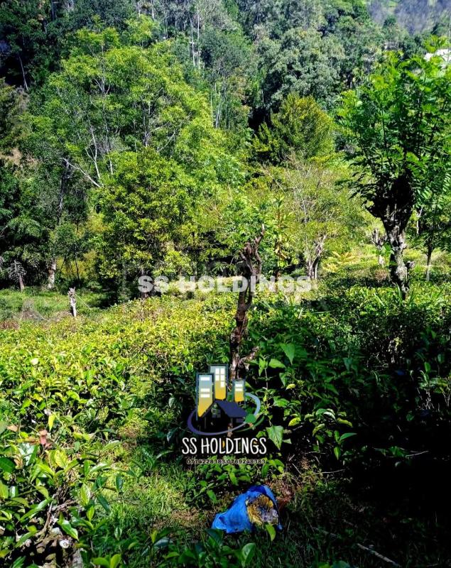 Commercial Land for Sale in Welimada