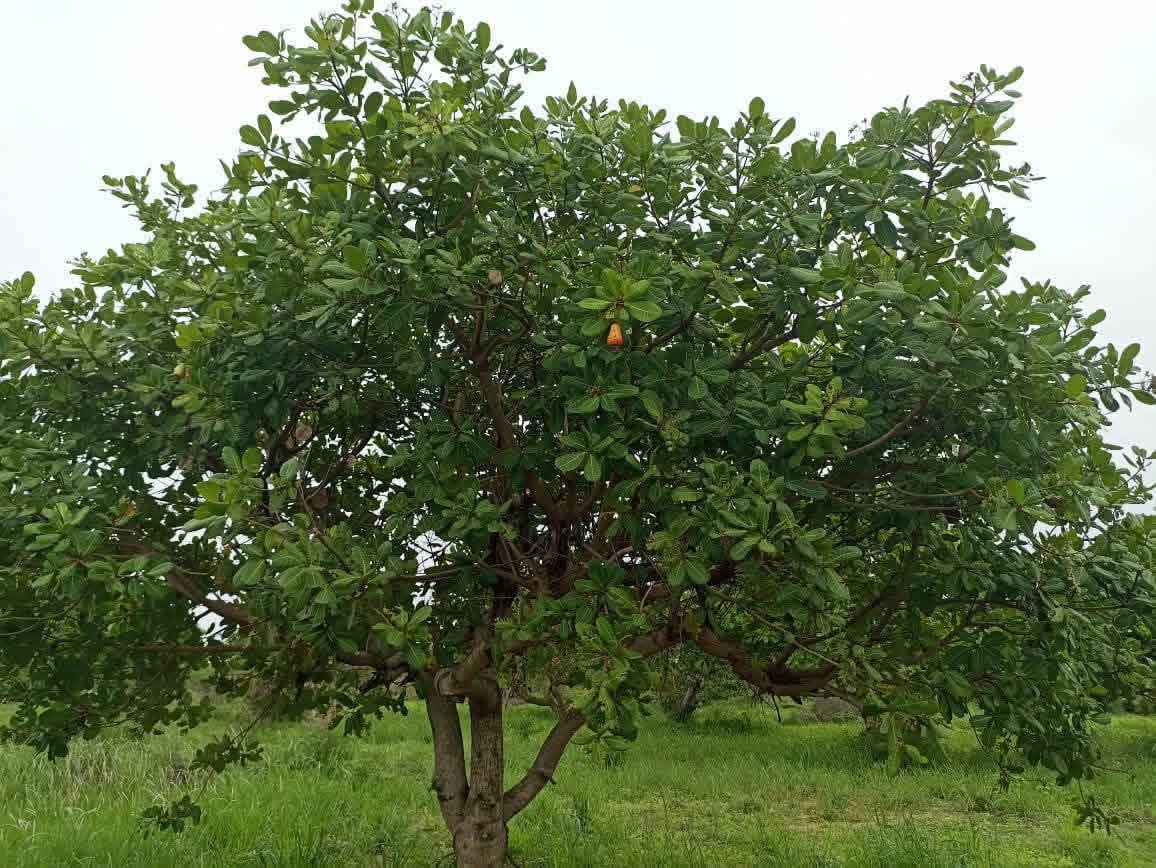 Agricultural Land for Sale in Puttalam