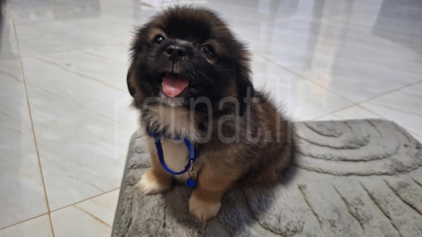 Shih tzu