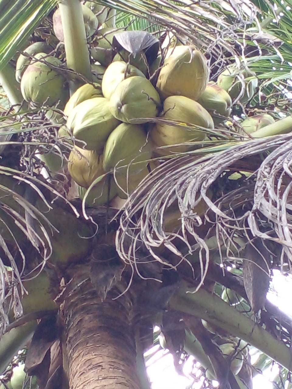  Land for Sale in Anuradhapura