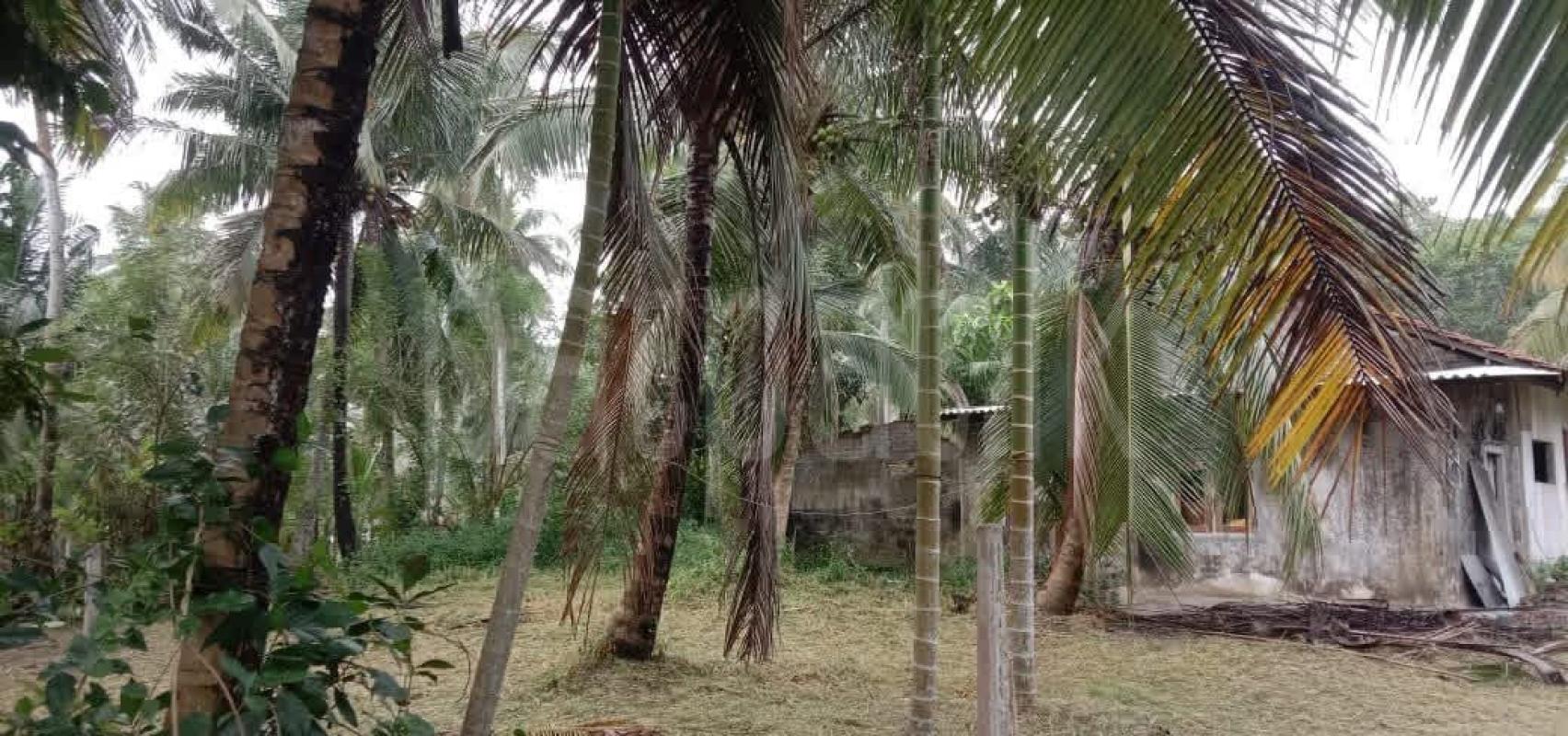 Residential Land for Sale in Marandagahamula ads-image-1