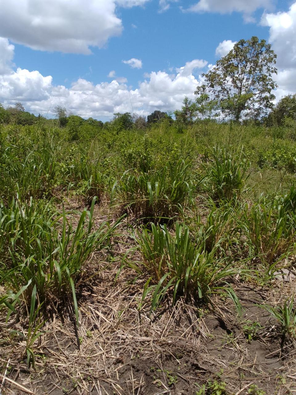 Commercial Land for Sale in Tanamalwila