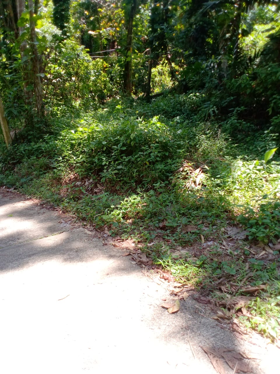 Agricultural Land for Sale in Aranayaka ads-image-1