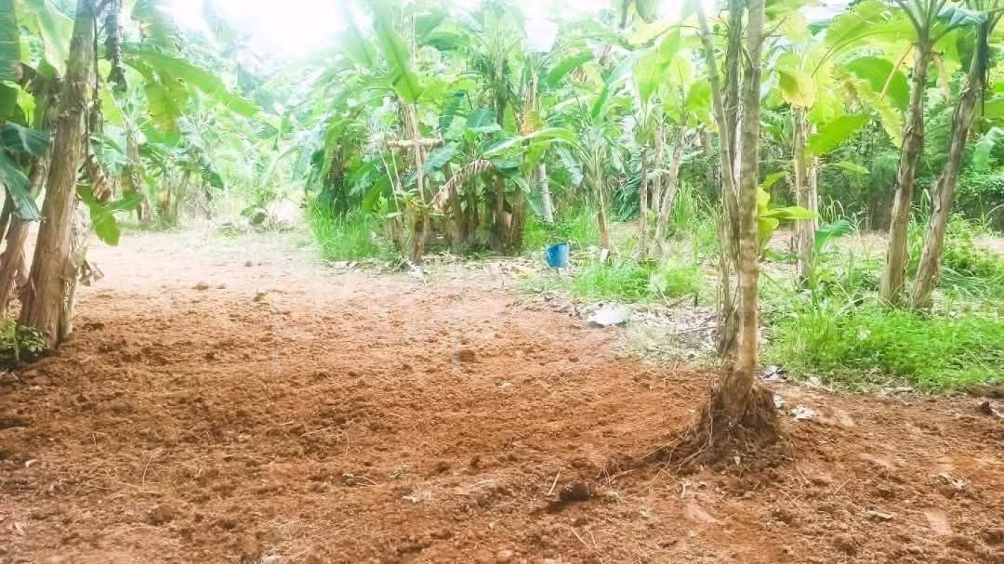 Agricultural Land for Sale in Mirigama ads-image-1