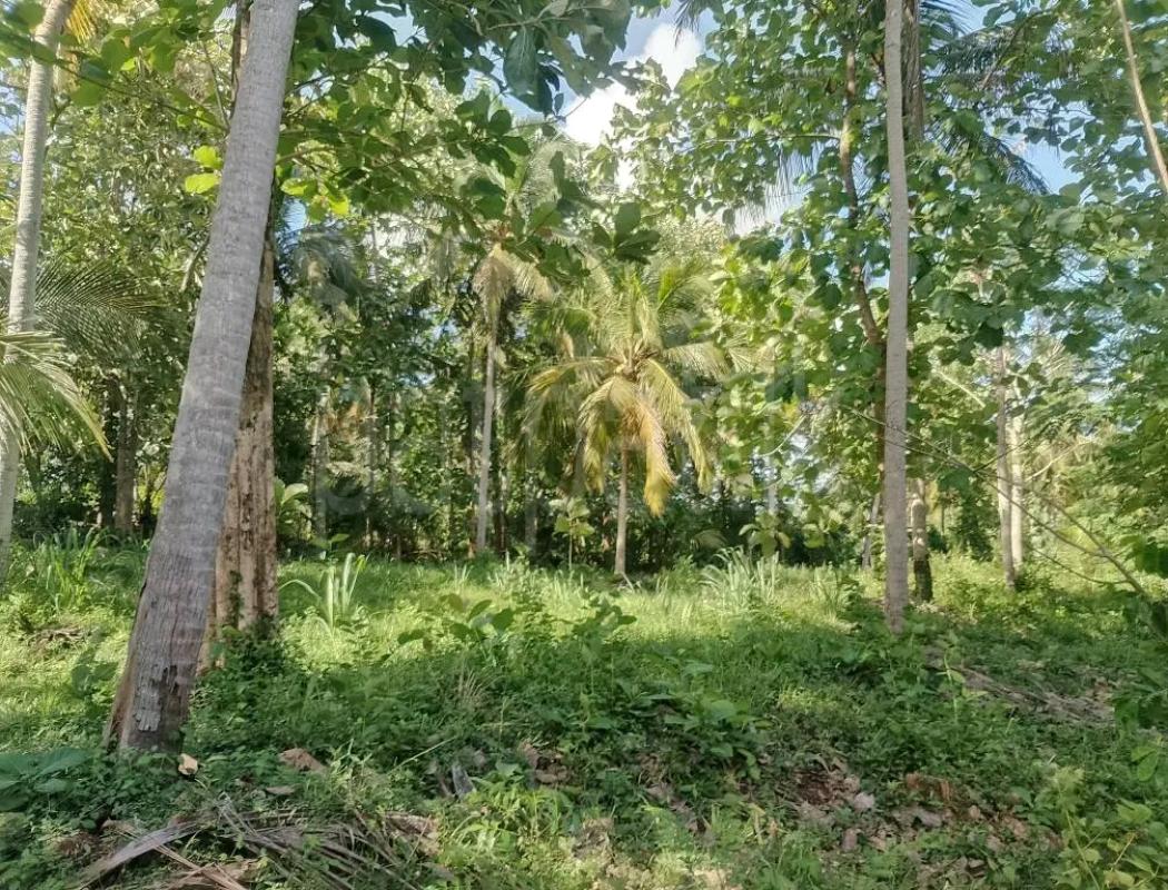 Agricultural Land for Sale in Veyangoda