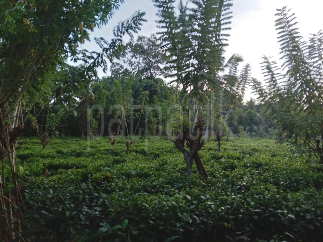 Agricultural Land for Sale in Galle