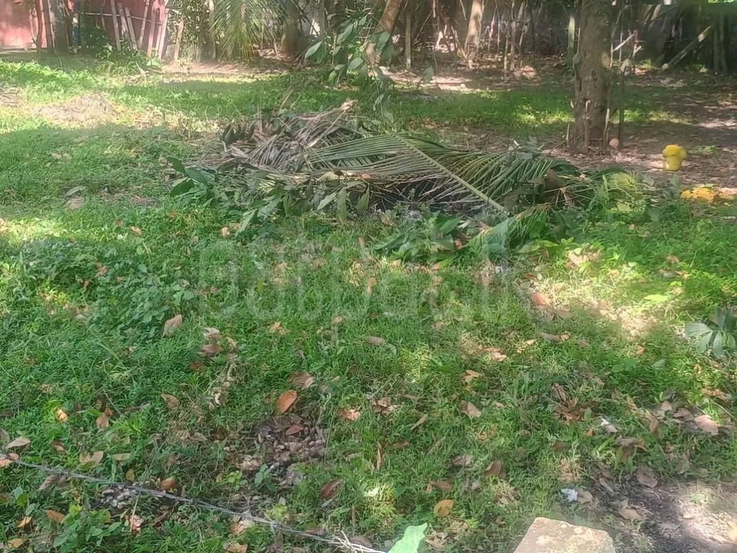 Agricultural Land for Sale in Kandana