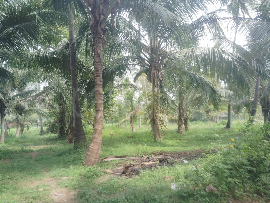 Agricultural Land for Sale in Wariyapola