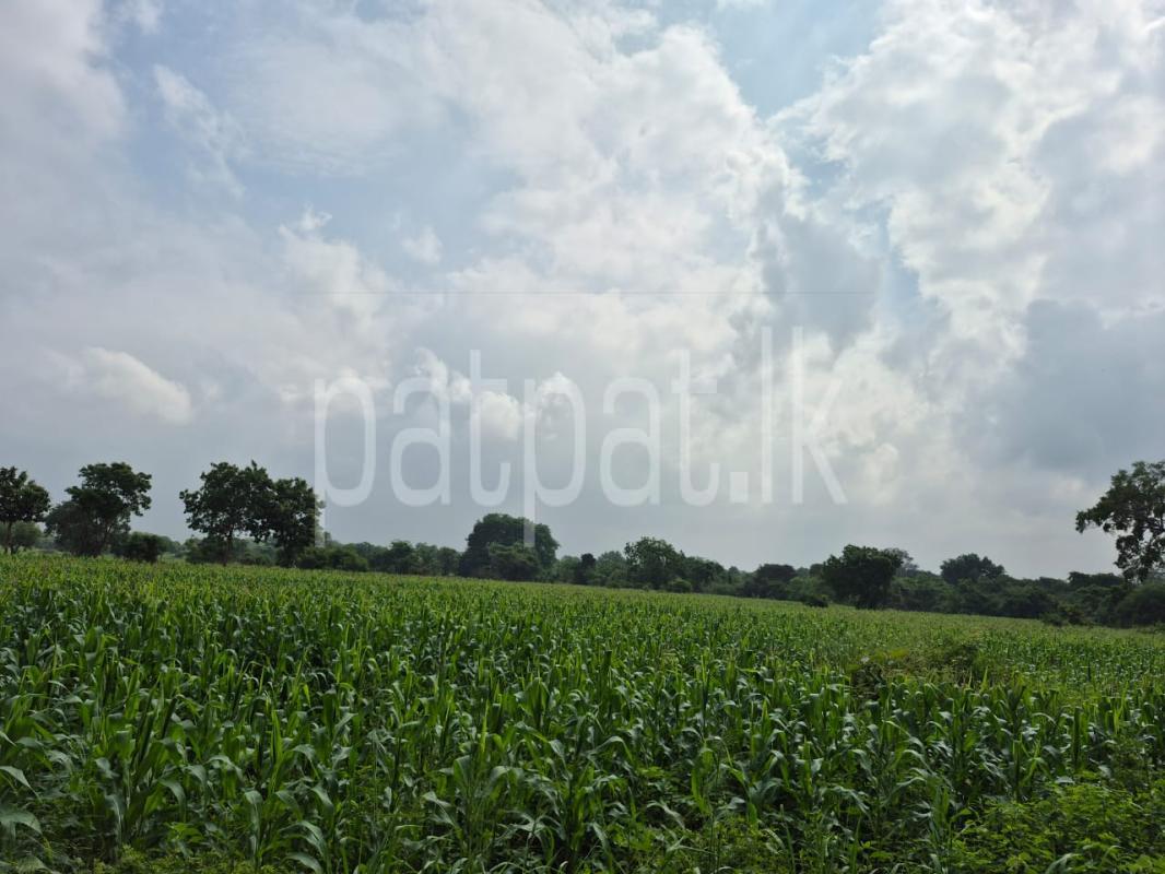 Residential Land for Sale in Anuradhapura