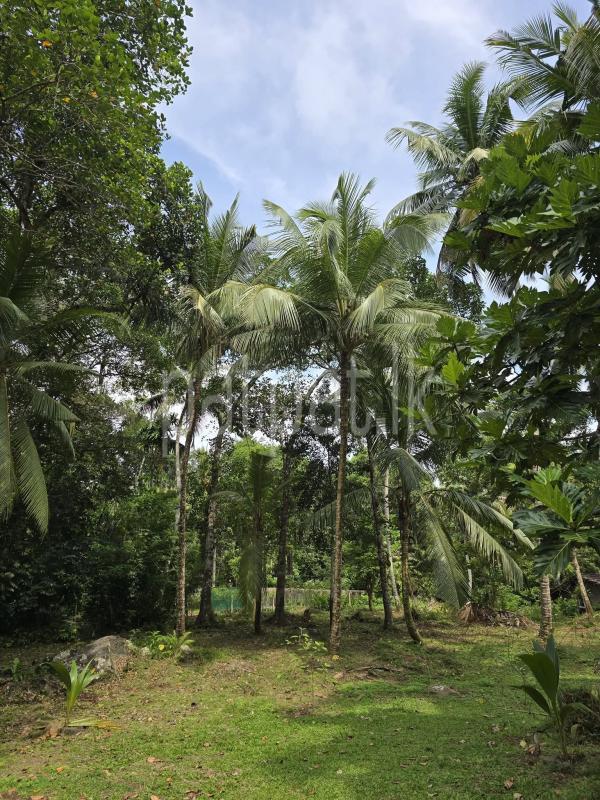Commercial Land for Sale in Unawatuna