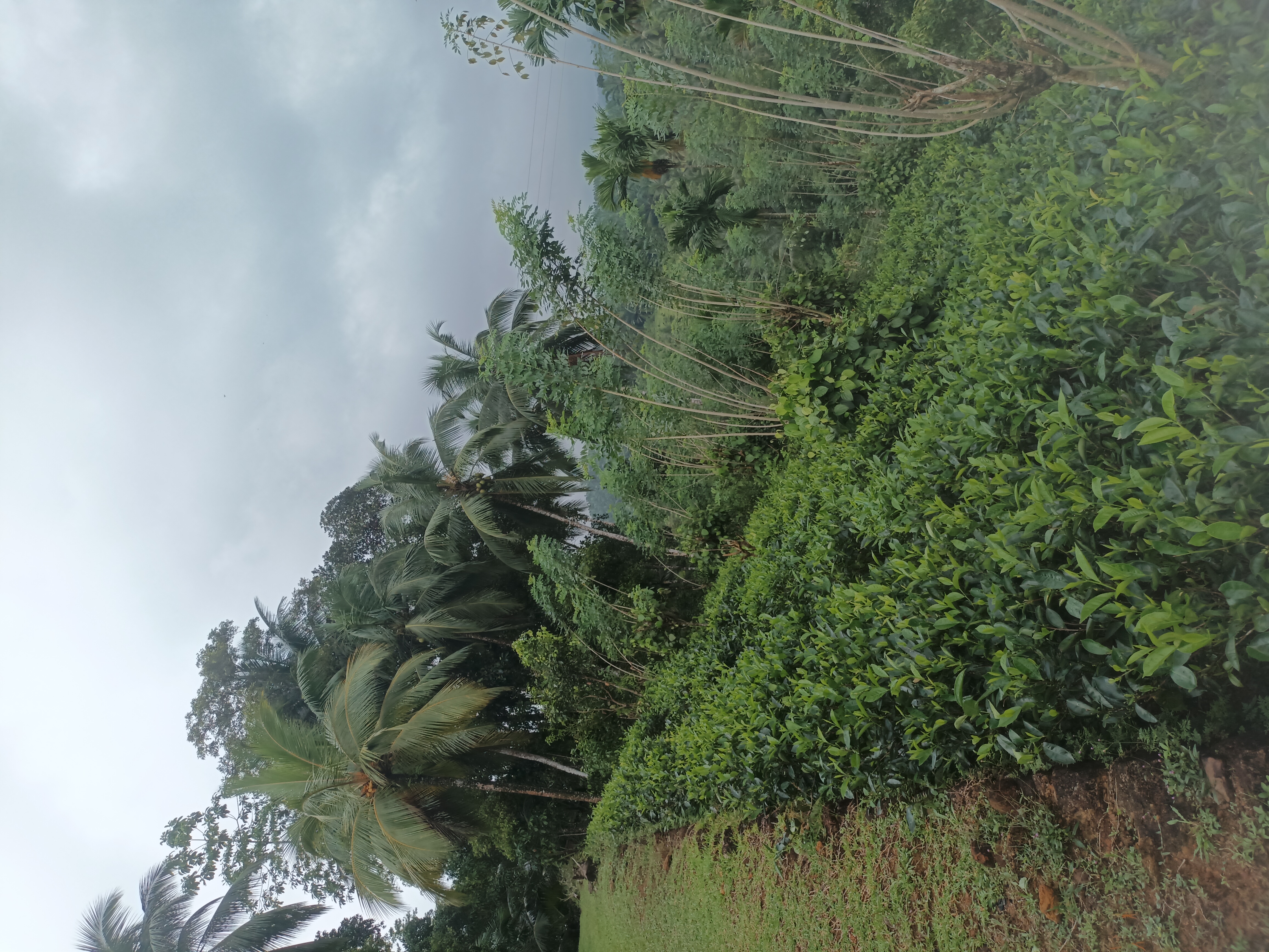 Agricultural Land for Sale in Udugama
