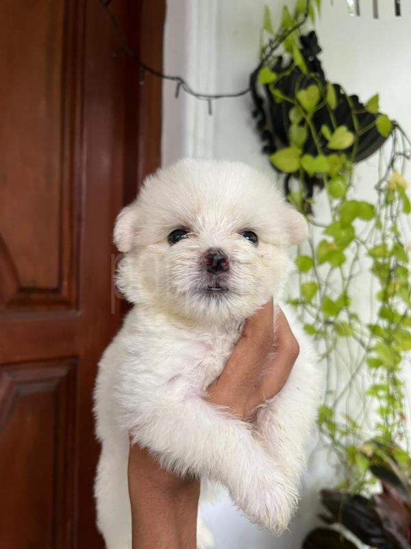 Tibetan terrier puppies