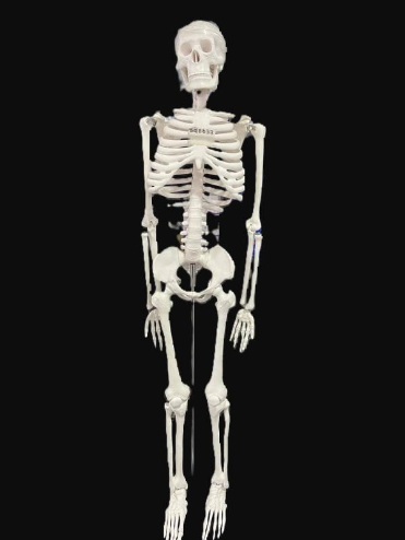 Skeleton Model ads-image-1