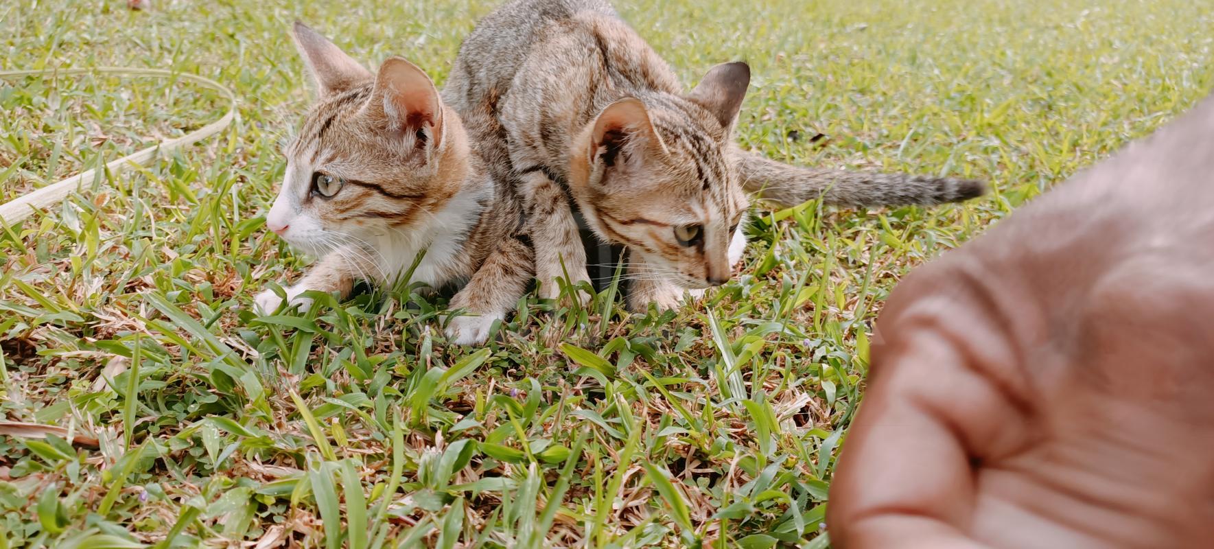 Kittens for Kind Homes /ą¶“ą·ą·ą· ą¶“ą·ą¶§ą·ą·ą¶±ą· ą¶ą·ą¶»ą·ą¶«ą·ą¶ ą¶±ą·ą·ą·ą·ą· ą·ą¶³ą·ą· ads-image-1