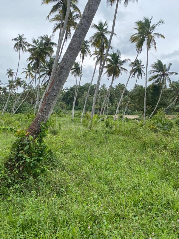 Residential Land for Sale in Mount Lavinia ads-image-1