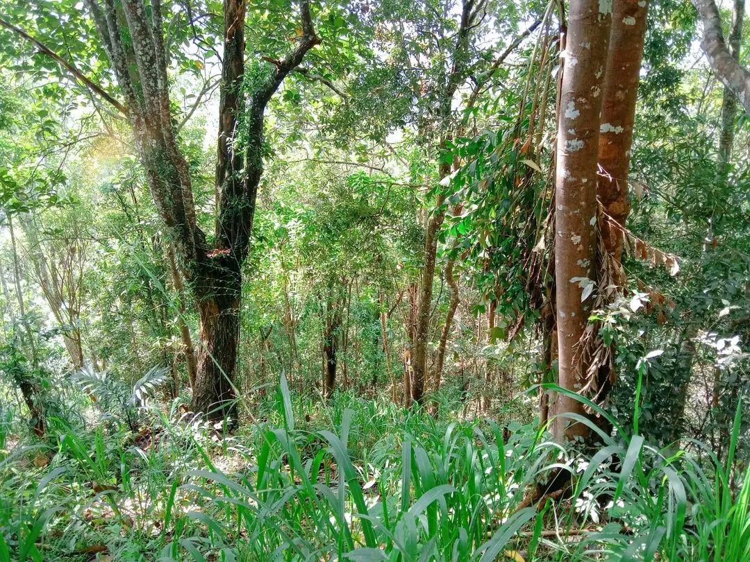 Agricultural Land for Sale in Elpitiya