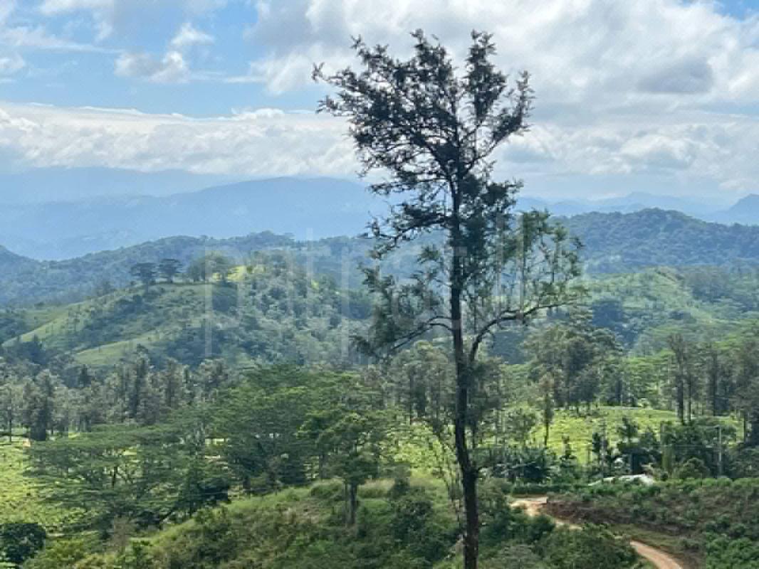 Commercial Land for Sale in Panvila