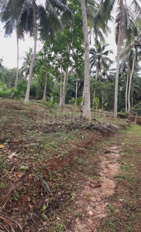 Agricultural Land for Sale in Kundasale